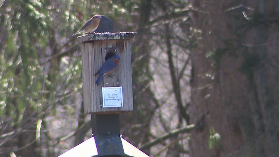 sure-sign-of-spring-spotted-in-boardman