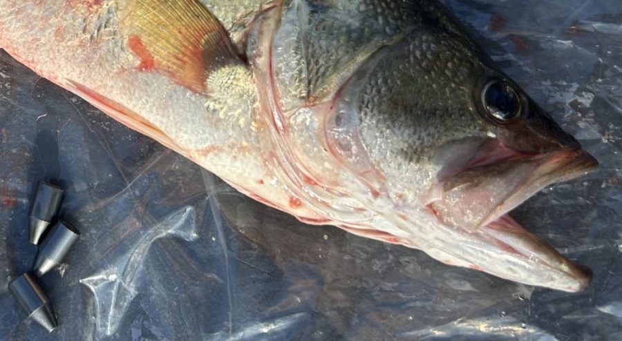 texas-man-arrested,-accused-of-stuffing-bass-with-weights-at-fishing-tournament