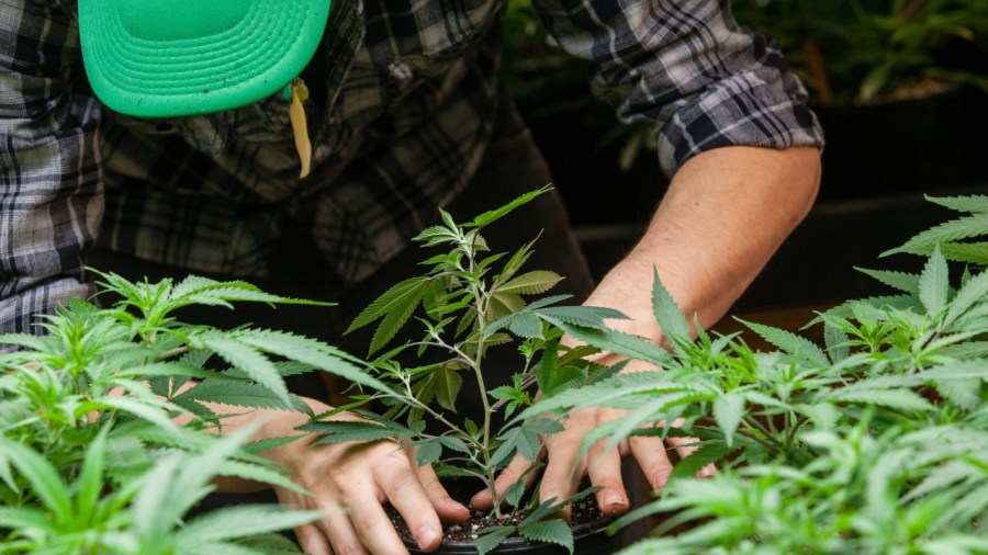 the-legalities-of-growing-your-own-marijuana