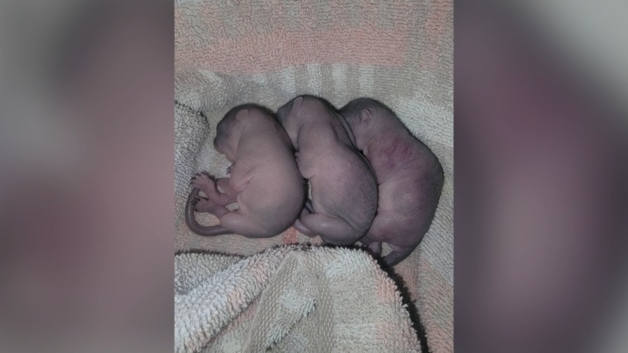 high-winds-push-baby-squirrels-out-of-nests