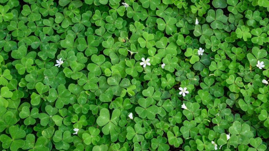 st.-patrick’s-day-takes-shape-at-austintown-pub