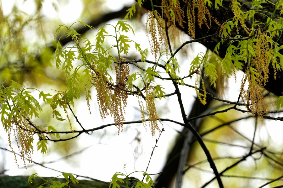 city-of-niles-offers-branch-pickup-service