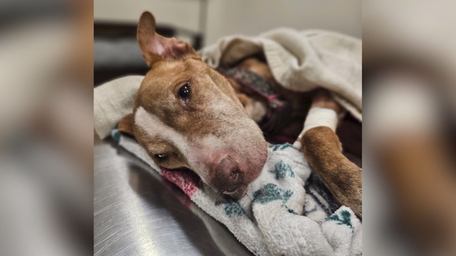 man-sentenced-to-probation,-community-service-in-dog’s-death