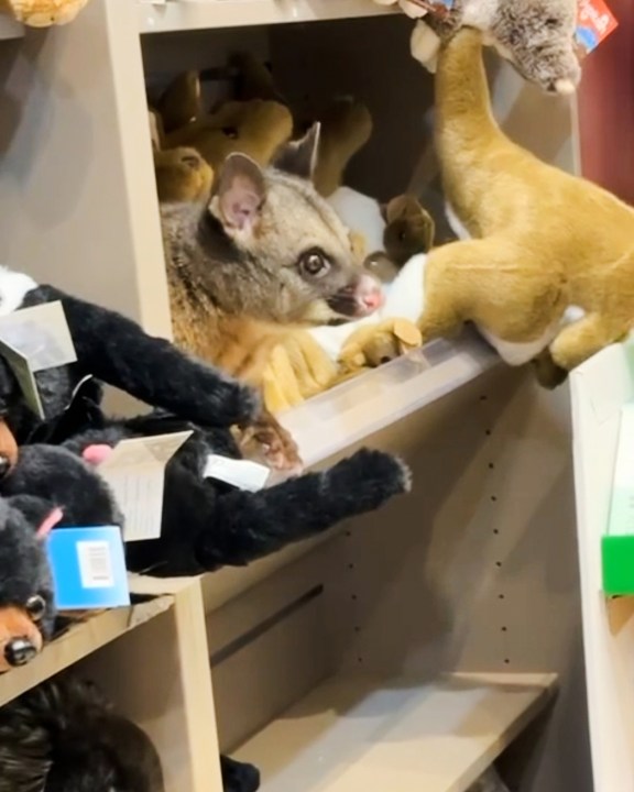 a-real-possum-appears-among-plush-toy-animals-in-australian-airport-gift-shop