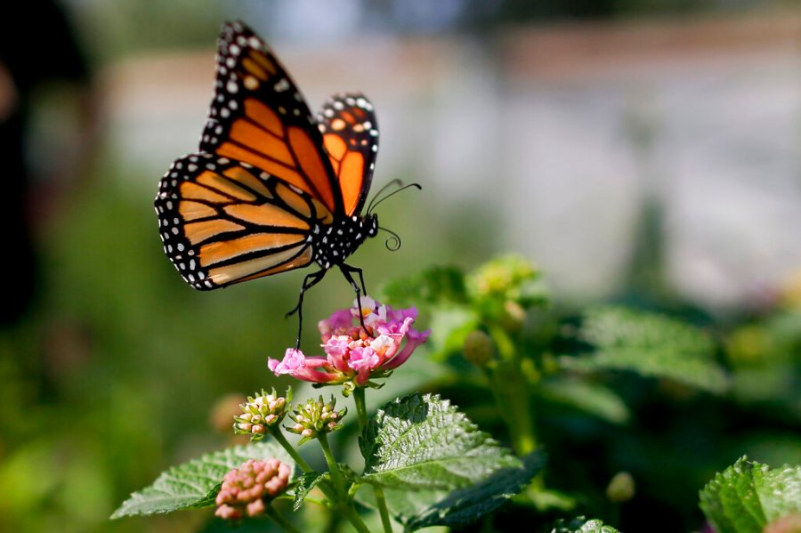 study:-monarch-butterflies-remain-at-risk-of-extinction
