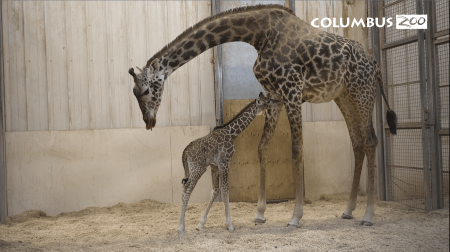 newborn-of-endangered-species-welcomed-at-columbus-zoo-and-aquarium