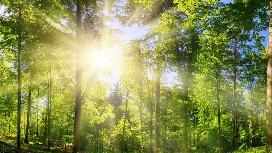 city-of-hubbard-offering-branch-pickup-service