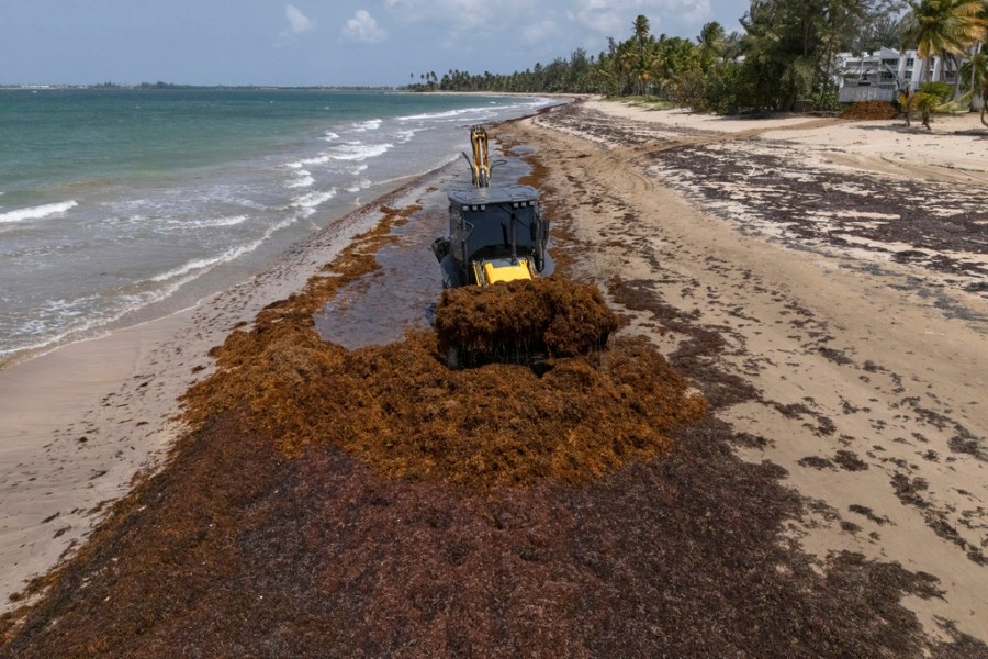 seaweed-invasion:-which-beaches-will-be-hit-hardest-by-sargassum-in-2026?