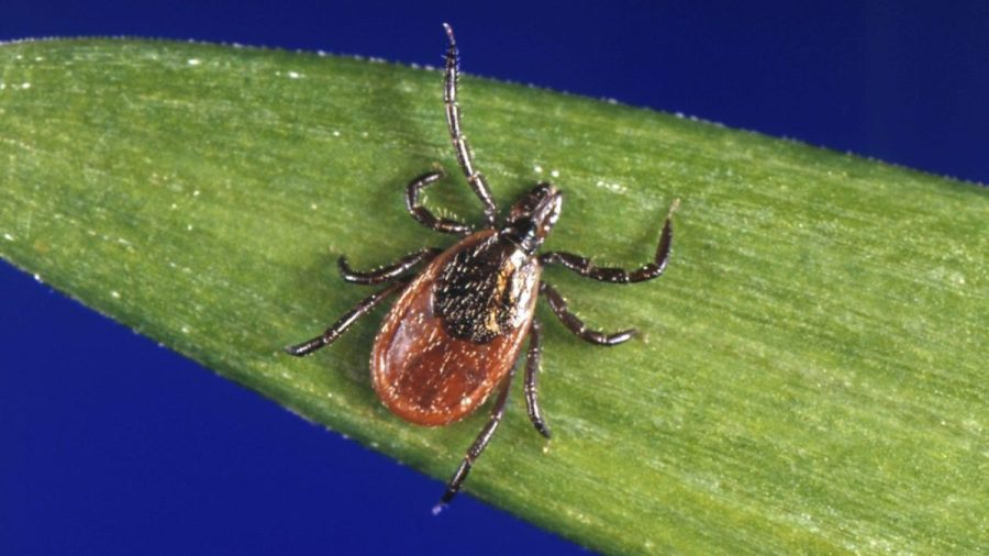 lyme-disease-vaccine-70-percent-effective:-pfizer
