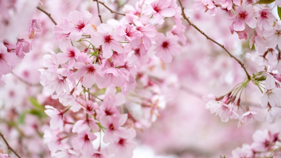 where-can-i-find-cherry-blossoms-in-ohio?