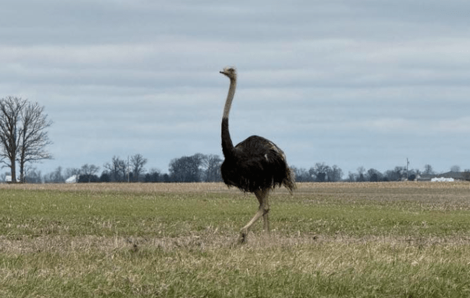 an-ostrich-was-on-the-loose-in-ohio-this-week,-questions-remain