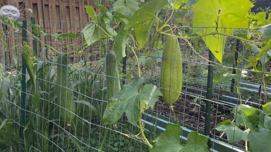 from-garden-to-bathroom:-how-to-grow-your-own-loofahs