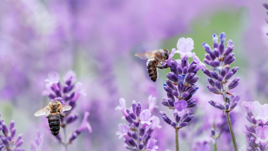 money-available-for-backyard-conservation-projects