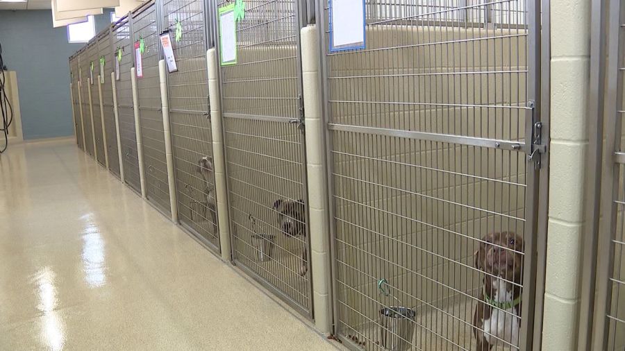 new-law-in-ohio-for-dangerous-dogs-is-in-effect