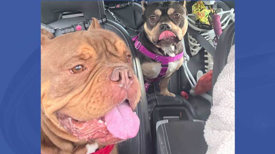 bark-and-crawl-pub-crawl-fundraiser-set-for-april