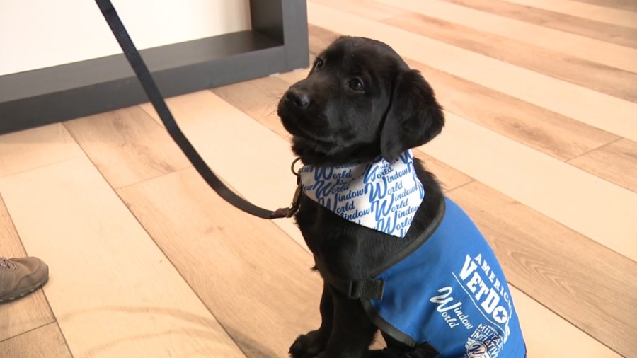‘journey’-begins-service-dog-journey-to-help-a-veteran