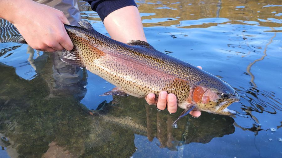 trout-season-opens-this-weekend-in-pennsylvania