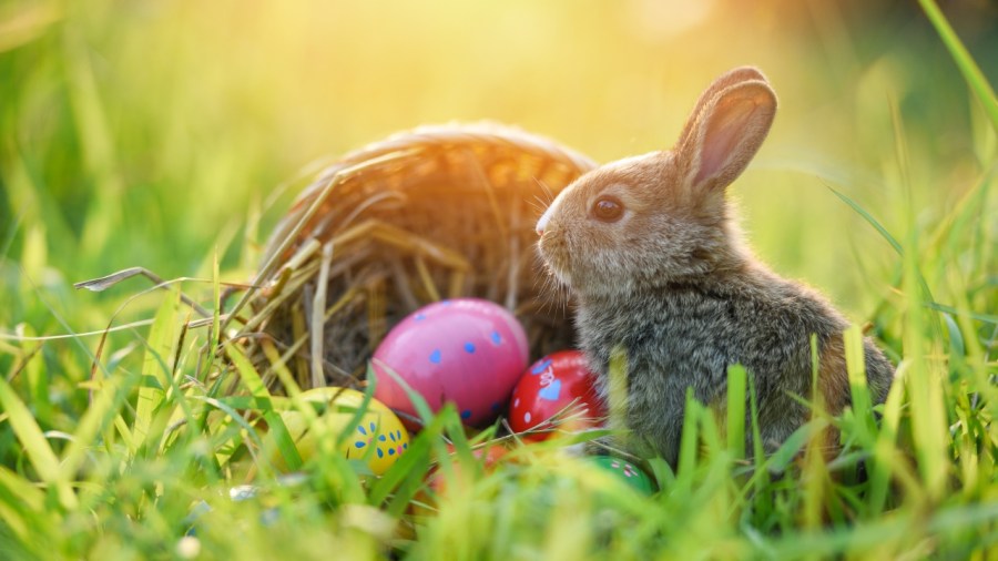 easter-weekend-forecast:-will-it-be-dry-for-egg-hunts?