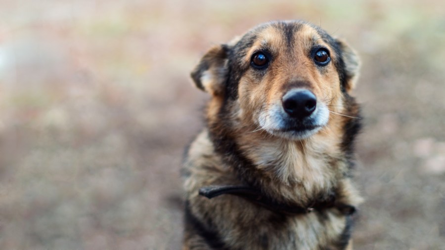 calming-pets-down-during-a-storm
