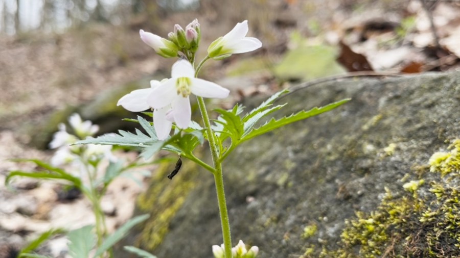 ohio-wildflowers-blooming:-where-to-find-them