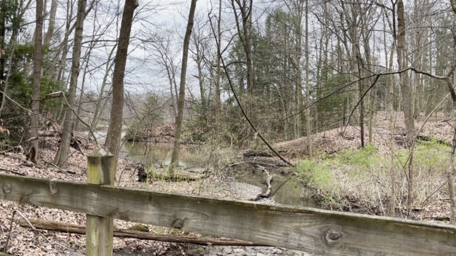 odnr-works-to-restore-ohio-forests-after-century-of-loss