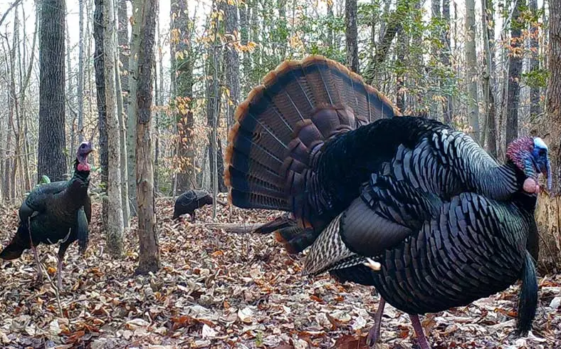 when-does-spring-wild-turkey-hunting-season-start-in-ne-ohio?