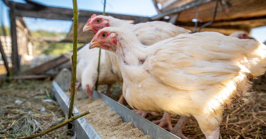 why-grocery-price-hikes-are coming