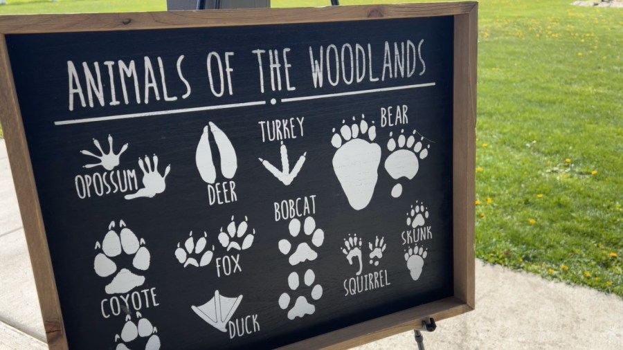 little-detectives-learn-how-to-distinguish-animals-from-tracks