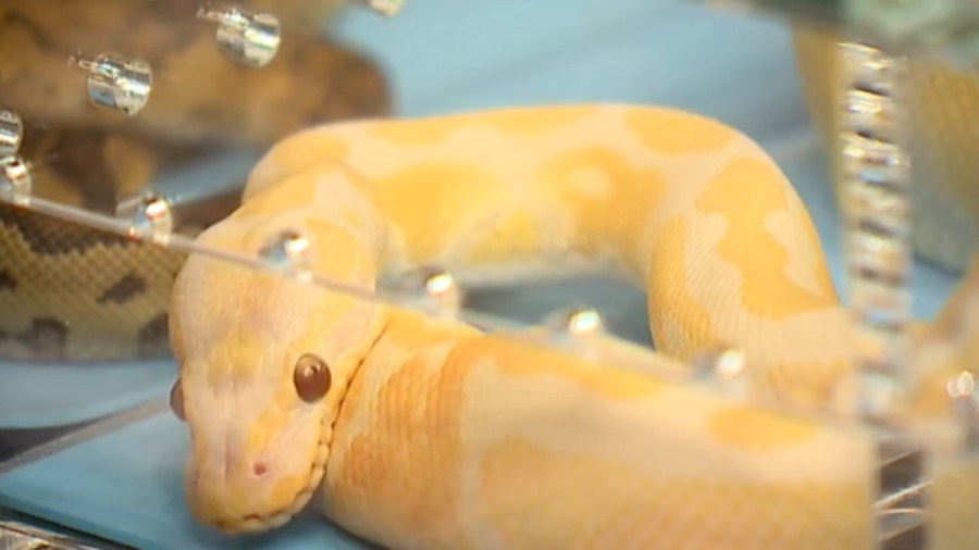 cold-blooded-critters-impress-reptile-lovers-at-local-expo-center