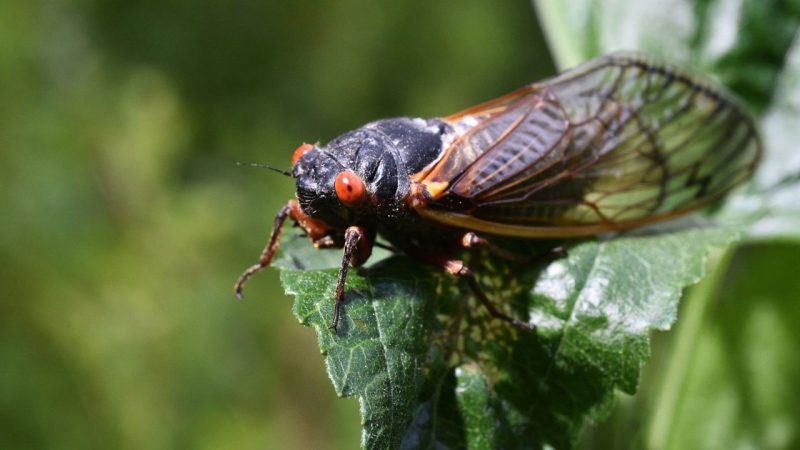 ‘straggler’-cicadas-may-appear-this-year:-here’s-where