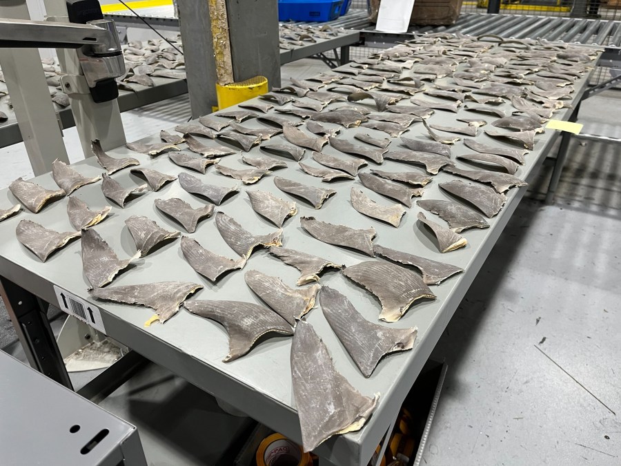 federal-operation-leads-to-seizure-of-dried-shark-fins