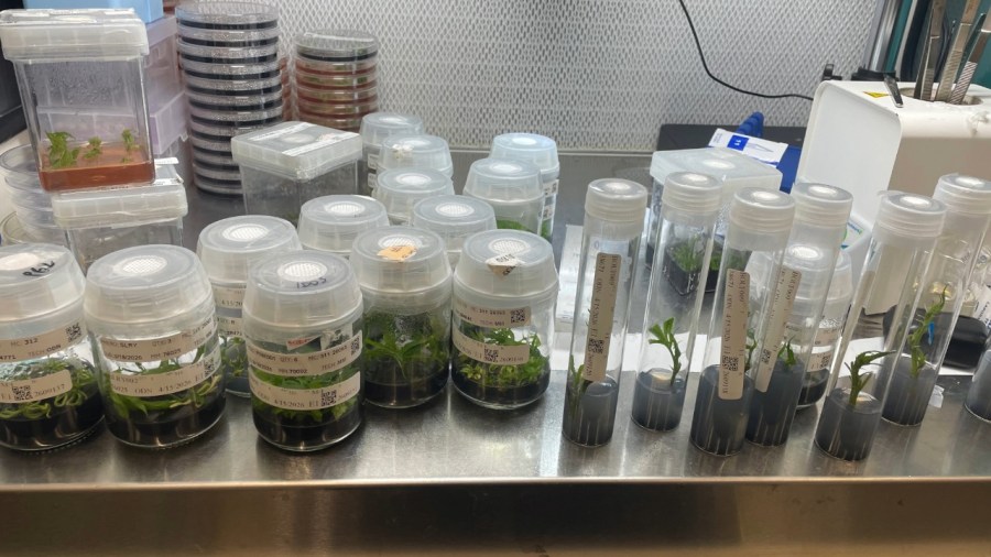 the-impact-of-tissue-culture-on-vaccine-production