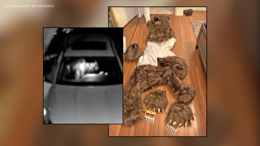 phony-bear-attacks-on-luxury-cars-end-with-jail-sentences
