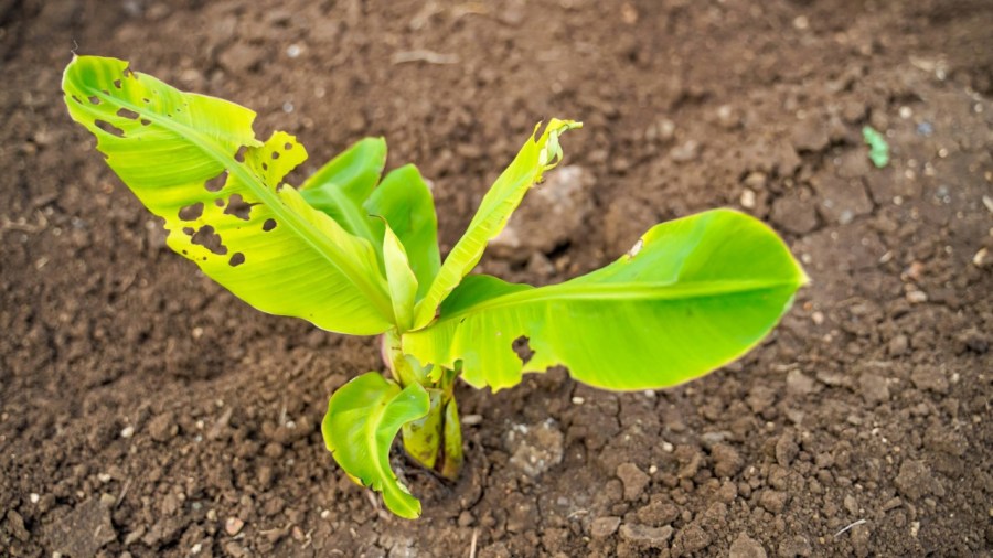 how-tissue-culture-saved-the-banana-industry