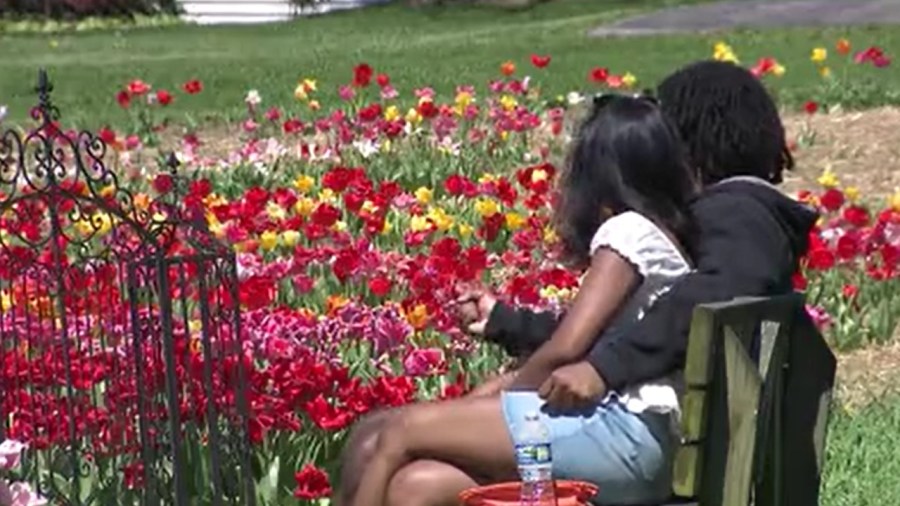 the-valley’s-largest-tulip-display-is-open-to-visitors