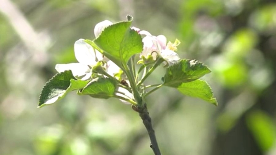 fluctuating-temperatures-may-be-the-reason-plants-aren’t-growing