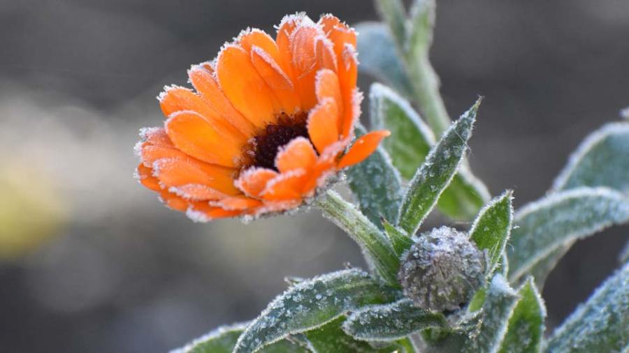 freeze-alerts-issued-for-the-valley