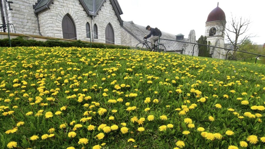 is-a-dandelion-a-weed-or-a-flower?-what-experts-say