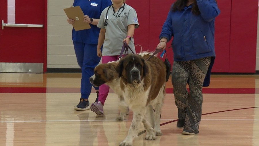 pet-clinic-gives-students-hands-own-experience