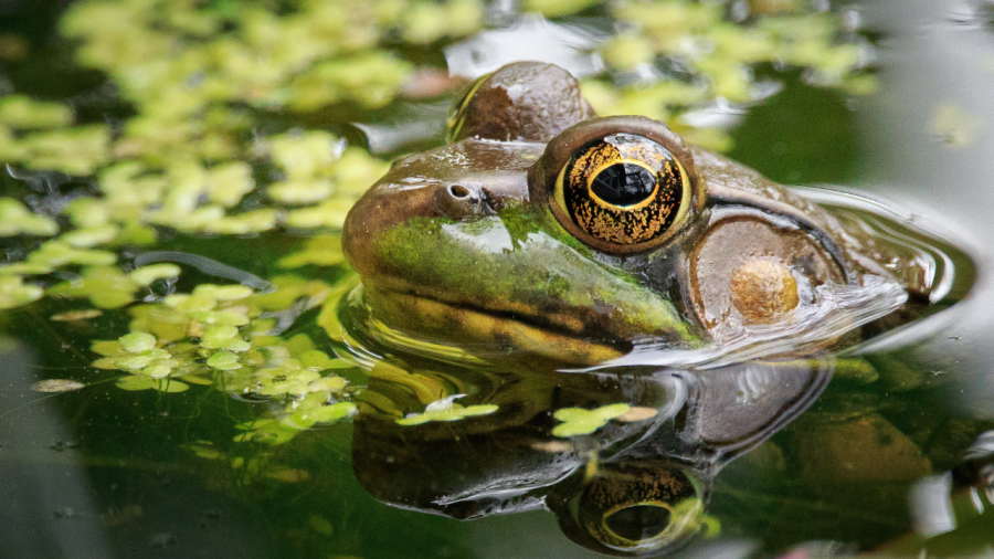 ohio-bill-would-name-loveland-frog-as-official-state-cryptid