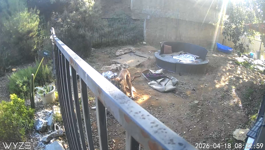 mountain-lion-kills-california-family’s-dogs-in-broad-daylight