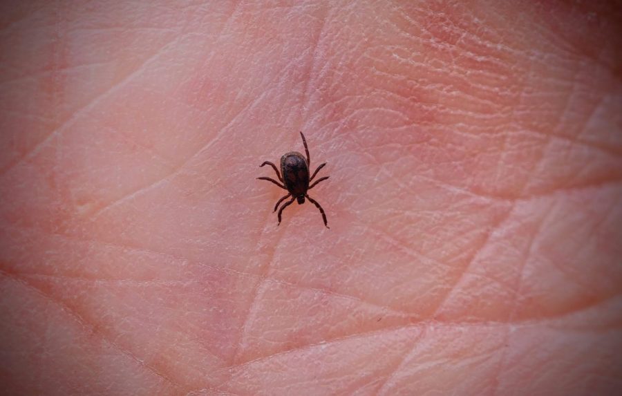 tick-bites-causing-highest-rate-of-er-visits-in-a-decade:-cdc