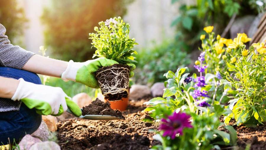 neurosurgeon-discusses-the-health-benefits-of-gardening