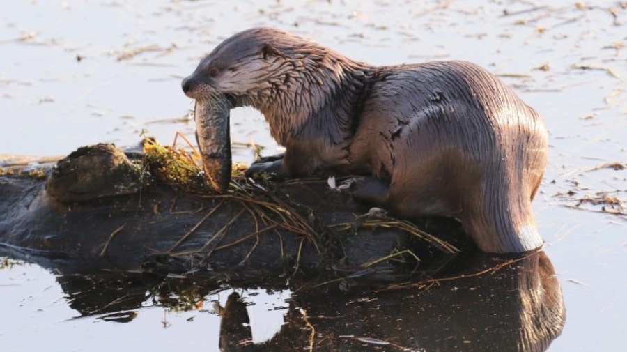 ‘unfortunate-accident’:-family-of-toddler-attacked-by-river-otter-to-receive-$350k