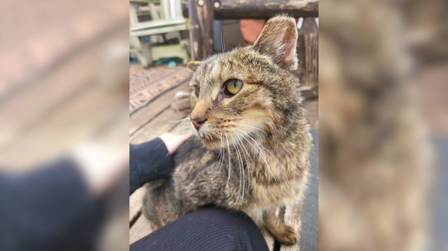 cat-dead-after-amazon-driver-steals-pet-during-delivery,-family-says