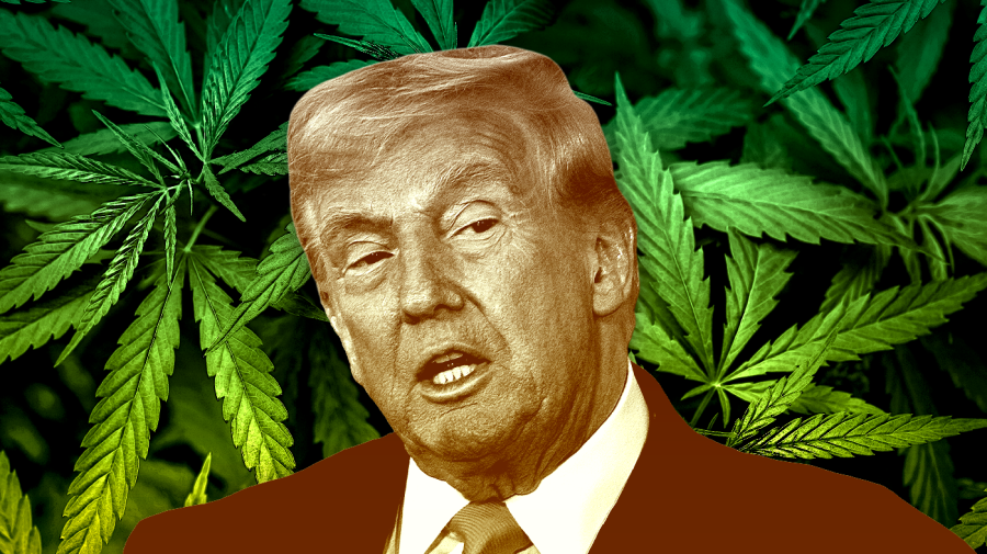 trump-turns-over-new-leaf-in-gop-drug-policy-with-marijuana,-psychedelics-orders
