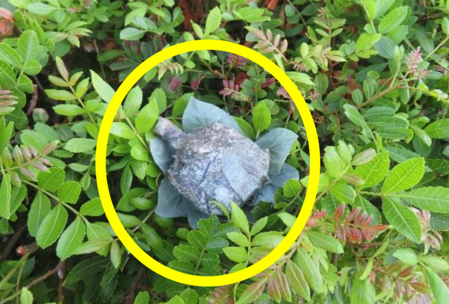 how-to-check-if-there-is-a-hidden-camera-in-your-yard