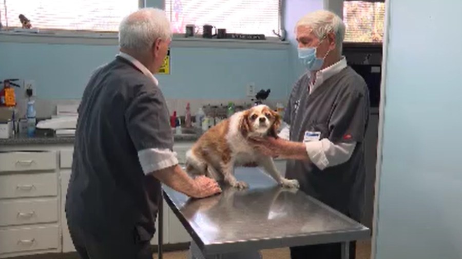 sibling-owned-vet-clinic-to-close-after-66-years