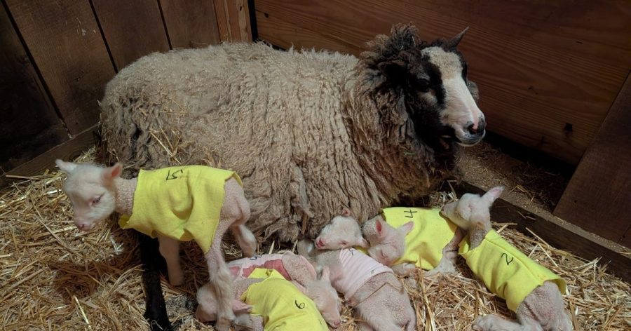 un-baa-lievable!-rare-sheep-sextuplets-born-on-vermont-farm