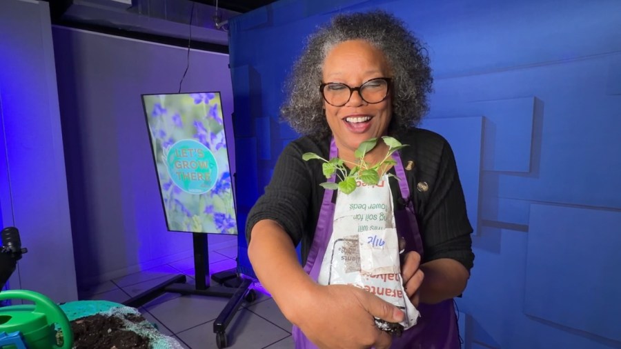 acres-around-local-airport-transformed-into-farm